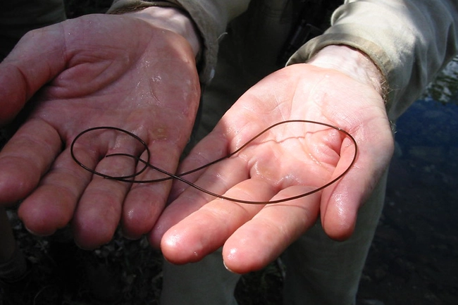 Horsehair Worms in Well Water: Shallow Wells & Surface Water Risk ...